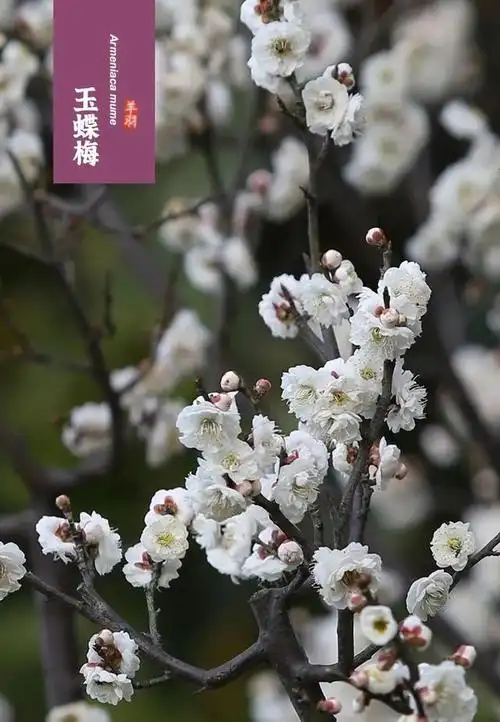 梅花十大稀有品种,梅花十大稀有品种(宫粉梅图片)