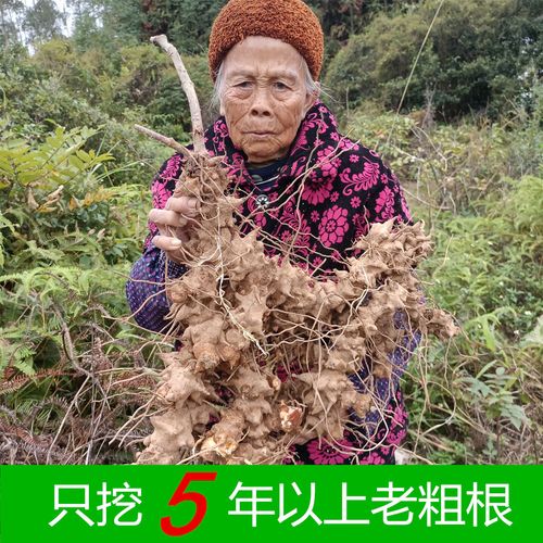 金刚藤根 菝葜金刚刺 铁菱角乌鱼刺新鲜现挖泡酒广东煲汤药材汤料