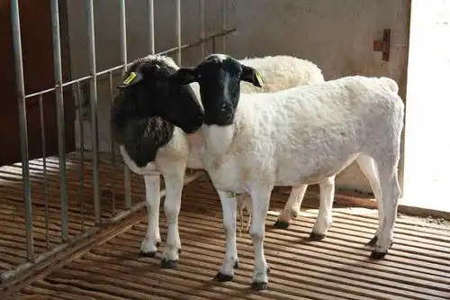 辽宁建平县养殖黑头杜泊绵羊利润大收益快
