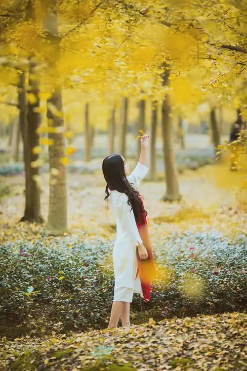 把秋天种在银杏树下