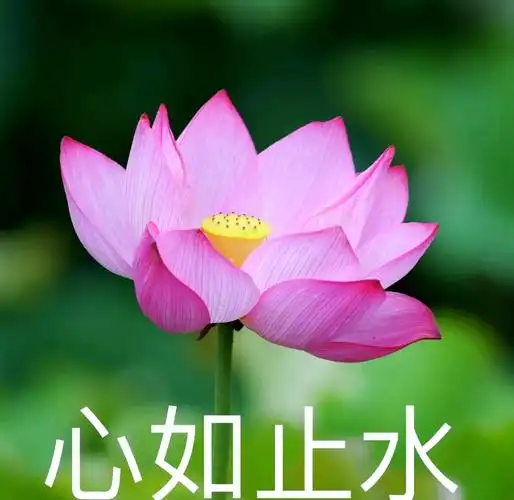 夏日荷花盛宴,淳化美景等你来欣赏