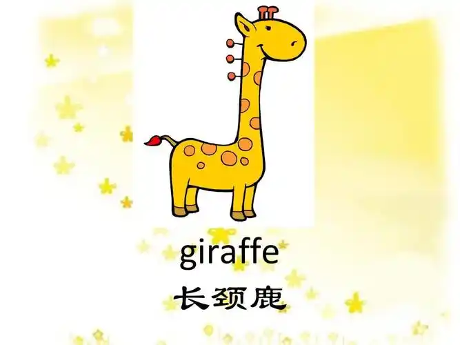 giraffe 长颈鹿