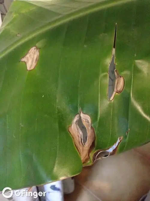 客厅养的鹤望兰最近好几片叶子长焦点是怎么回事?