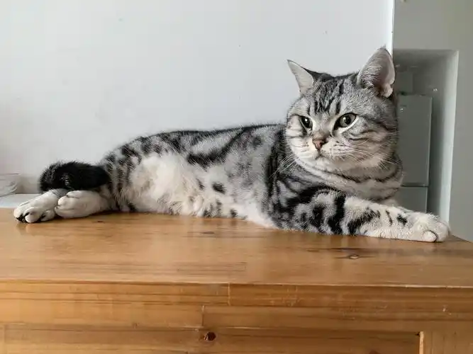 本人养了两只猫,现在发现很多时候照顾不过来.