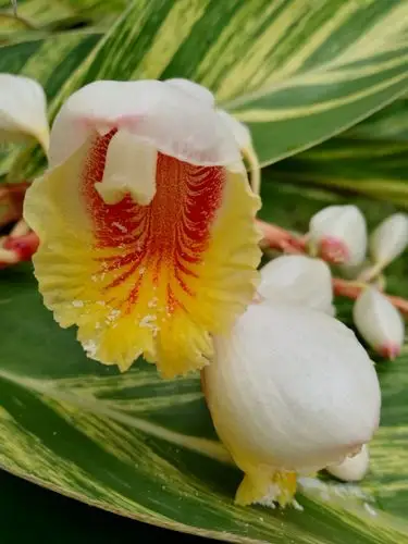 艳山姜开花,就一个字:艳!(原创图文)