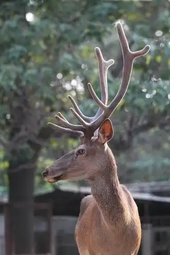 梅花鹿 黇鹿 马鹿