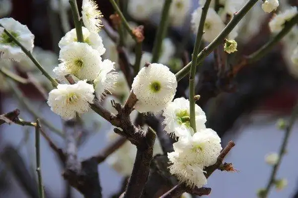 素雅芳香的金钱绿萼梅