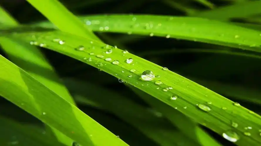 绿色护眼高清电脑桌面壁纸图片