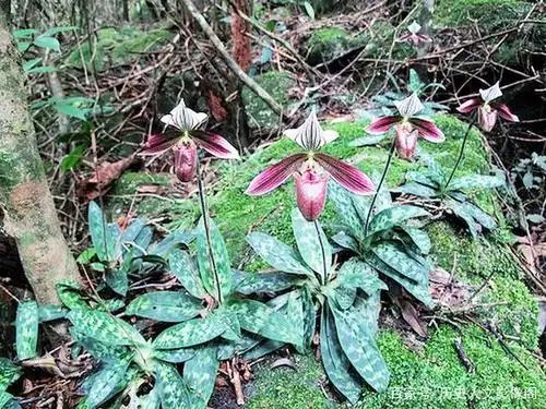 漂亮的兜兰,想不想种几苗