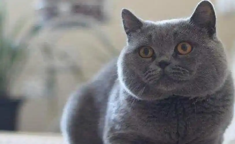 不纯的蓝猫有什么特点?不纯的蓝猫性格?