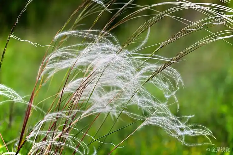 漂亮_针茅属_地点_风_图片大全—全景创意图库(quanjing.