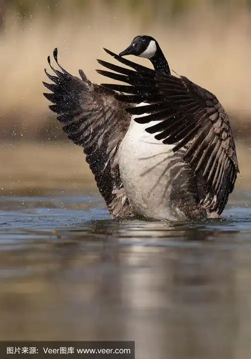 加拿大黑雁,性和生殖,自然,垂直画幅,野生动物