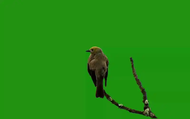 绿幕视频素材小鸟