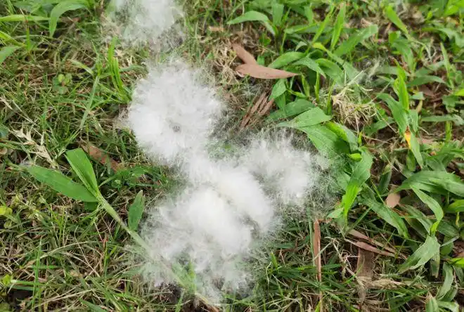 又到一年木棉飞絮时,敏感人群请注意|飘絮|棉絮|雪花_网易订阅
