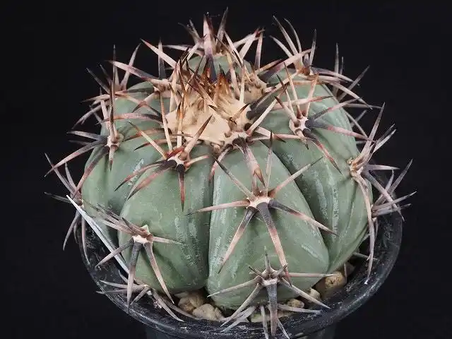 妍远仙园强刺雷帝平丸金琥球实生开花稀有品种多肉植物