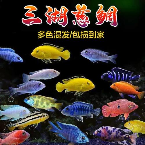 三湖慈鲷鱼马鲷科坦鲷非洲王子热带观赏淡水鱼活体小型草缸群游鱼