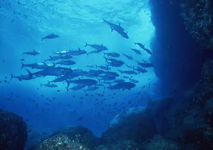 深海_生物_海域