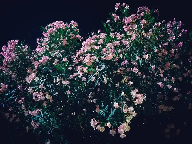 夜里的花,暗自地香!