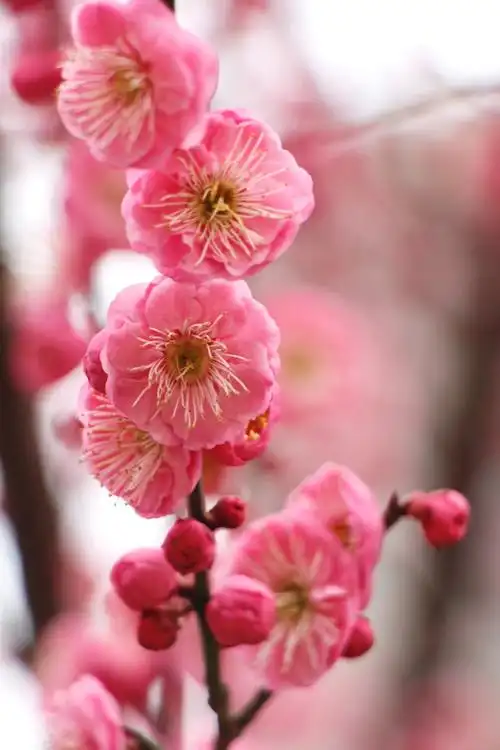 宫粉梅 澎湃新闻记者王昱 图社区门口的赏梅佳地住在莘庄的朋友,能