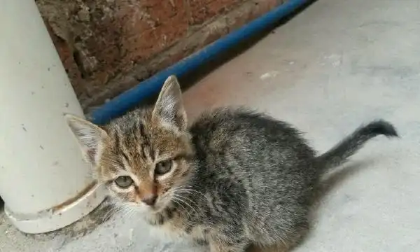 自家养土猫家猫宠物猫 180到6000不等