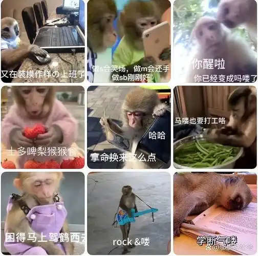 从表情包到直播,再到各种创作,"吗喽"已经成为了一种全新的网络文化.