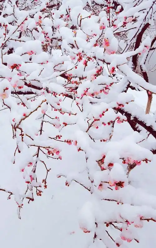 冬之傲骨 一 雪中红梅