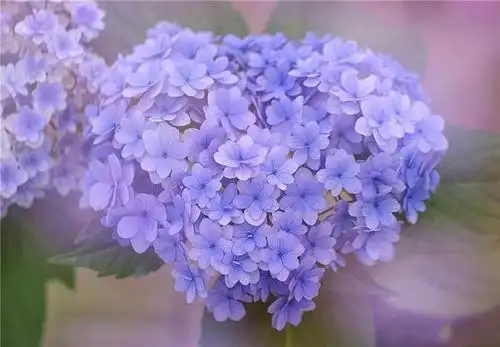 绣球花原来这么仙,十种超美绣球品种推荐,喜欢绣球的千万别错过