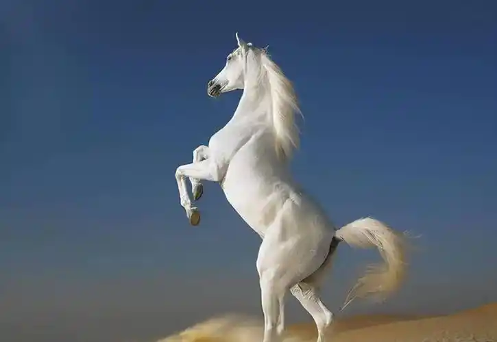 图5还有一次,彰义军节度使李知隐进献了一匹天山的汗血宝马,这匹马