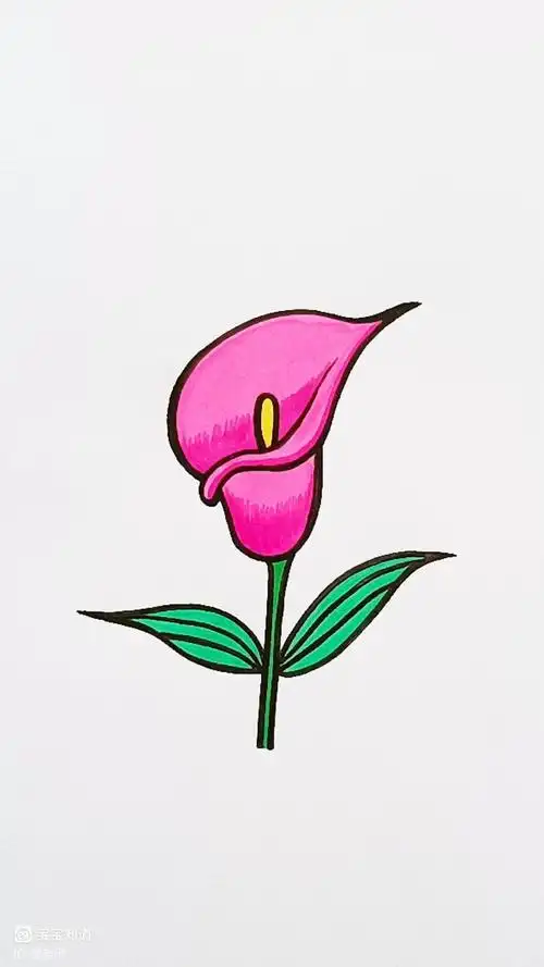 [简笔画]漂亮又简单的马蹄莲,终于会画啦!