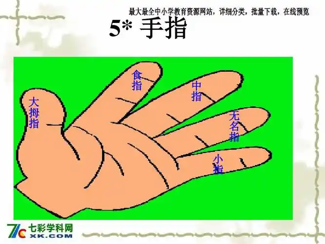 5* 手指 食 指 大 拇 指 中 指    名 指 小 指