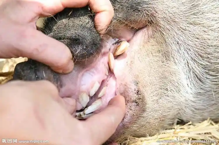 rgb30共享分举报收藏立即下载×关 键 词:猪 兽医 拔牙 牙齿 牙 嘴 猪