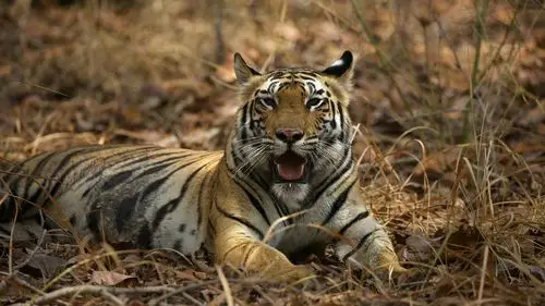 老虎壁纸【22】老虎壁纸图片_桌面壁纸图片_壁纸下载-元气壁纸