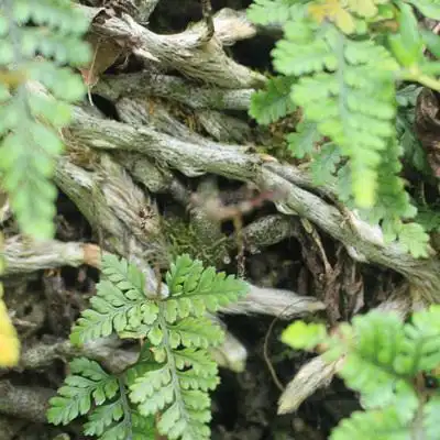 现采新鲜野生中草药材白毛蛇白毛岩蚕阴石蕨地蜈蚣石蚕石祈蛇250g