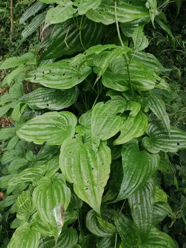 百部根. - 创作者159062462193069 - 图虫