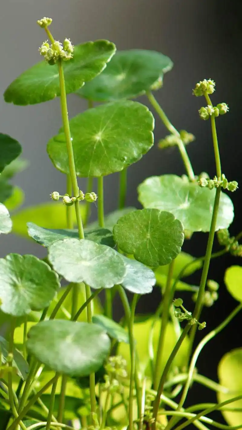 金钱草(报春花科珍珠菜属植物)