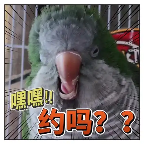 揪是这只鸟——沙雕鹦鹉表情包3