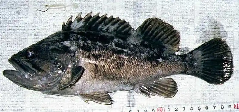 p>许氏平鲉(学名: i>sebastes schlegelii /i>)是平鲉科,平鲉属鱼类.