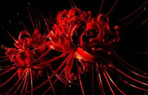 地狱之花彼岸花图片犹如鲜红的血液花叶永不相见