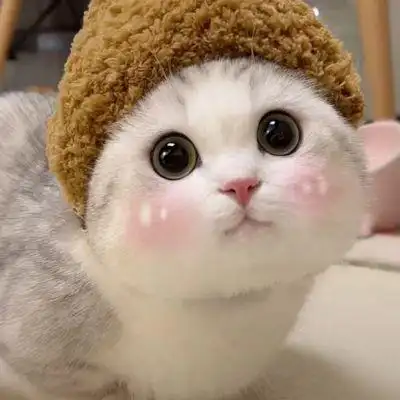 可爱猫咪头_微信头像_我要个性网