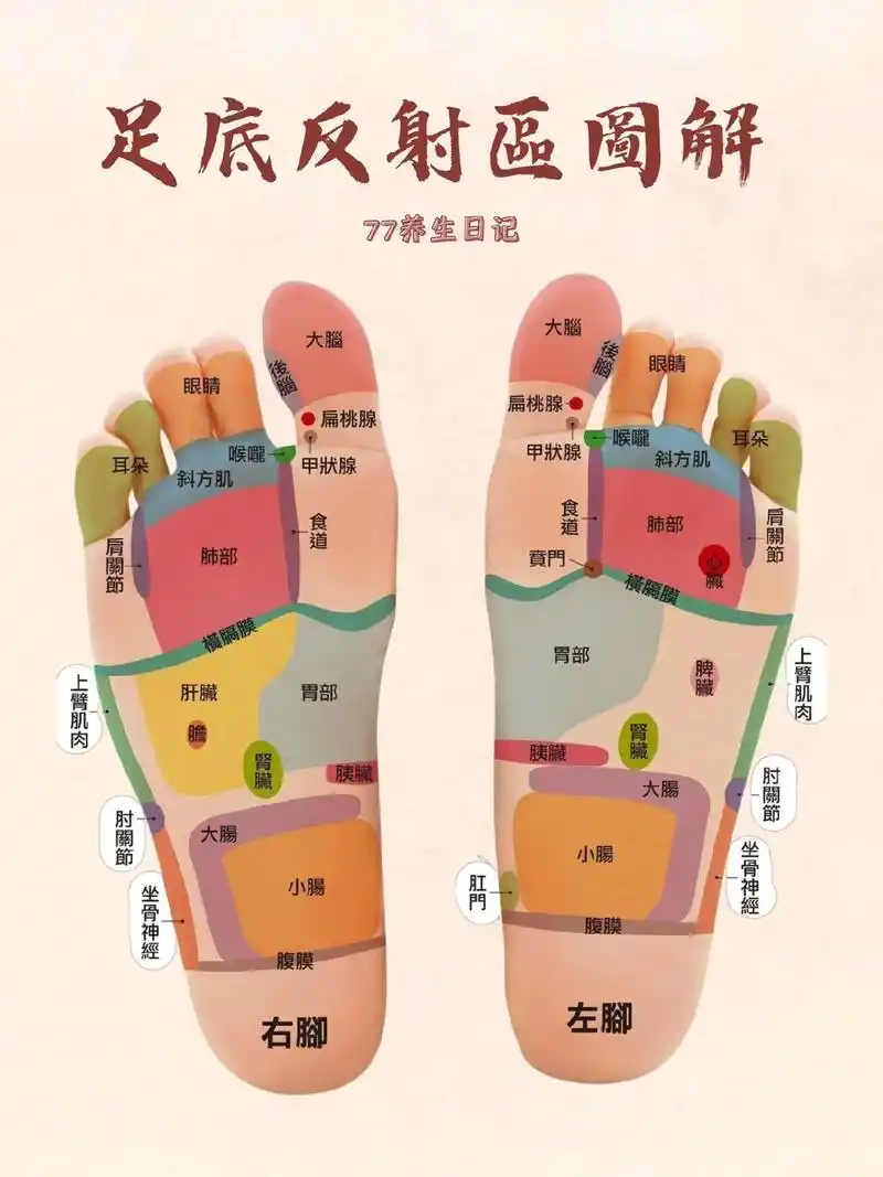 收藏这份足部反射区对照表吧 中毉学认为,双93是运行氣血,联络脏腑