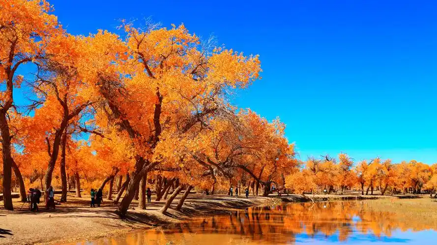 额济纳胡杨林区的秋天,高清图片,电脑桌面-壁纸族