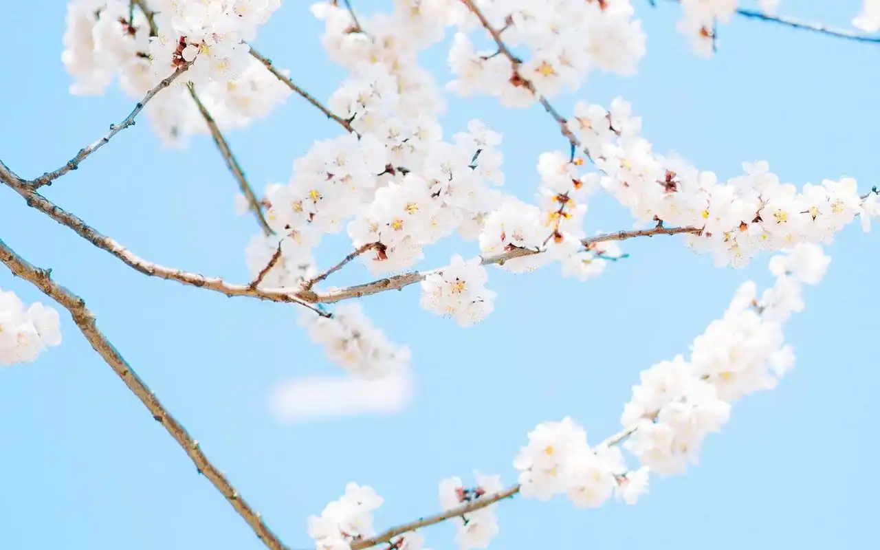 风景壁纸,唯美,小清新,花卉,风景,高清,樱花,意境,壁纸,1920x1200