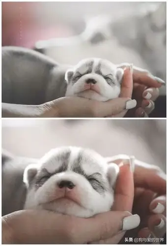 小哈士奇哈士奇小时候怎么养