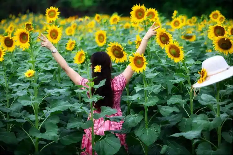 微笑拥抱每一天,做像向日葵般温暖的女子