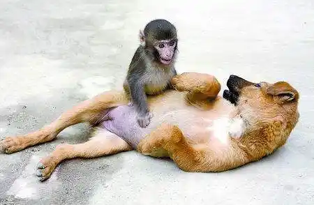 属狗的和属猴的属相最配吗?