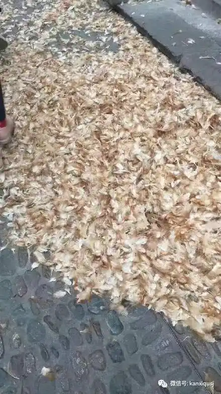 跑男录完,满地鸡毛怎么收? 再好的综艺不环保也分分钟招黑啊!