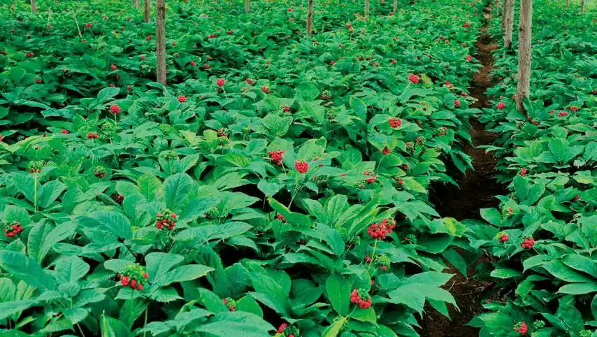 参得人心的文登西洋参