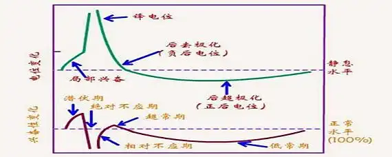去极化名词解释