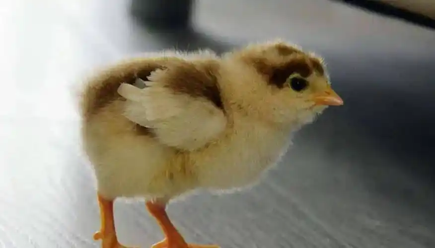 原创小鸡性别鉴定师每天看12000只鸡屁股月入过万