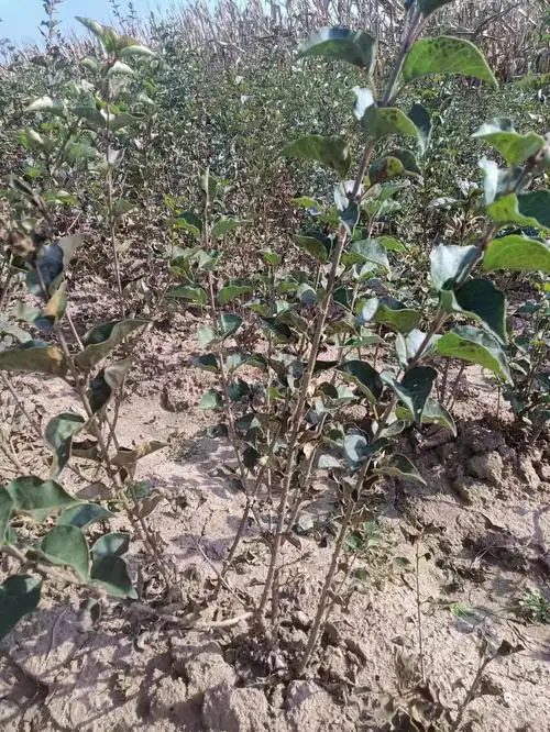 丁香绿化工程苗木